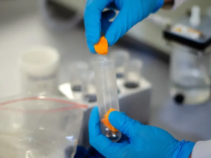 Muestra de un chontaduro realizada en el Instituto de Investigación en Ciencias Ómicas, iÓmicas